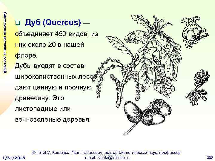 Систематика цветковых растений q Дуб (Quercus) — объединяет 450 видов, из них около 20