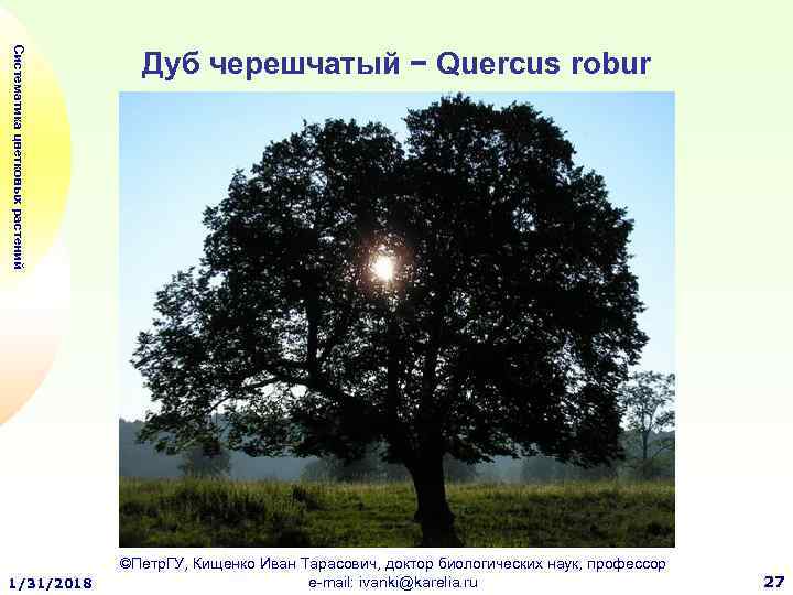 Систематика цветковых растений 1/31/2018 Дуб черешчатый − Quercus robur ©Петр. ГУ, Кищенко Иван Тарасович,