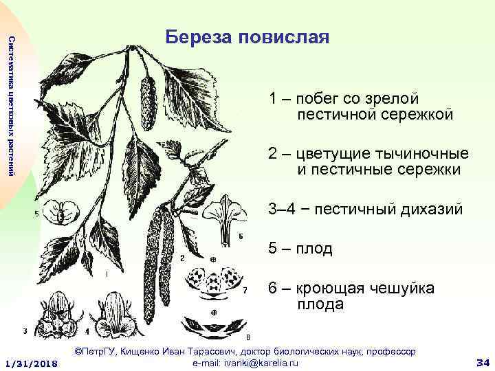 Береза повислая строение