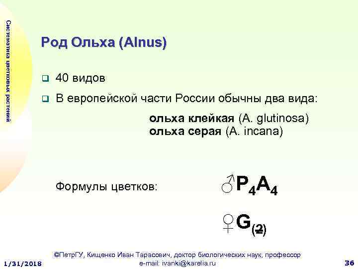 Систематика цветковых растений Род Ольха (Alnus) q 40 видов q В европейской части России