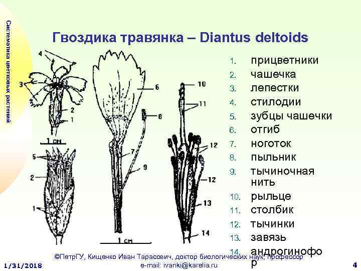 Гвоздика травянка рисунок