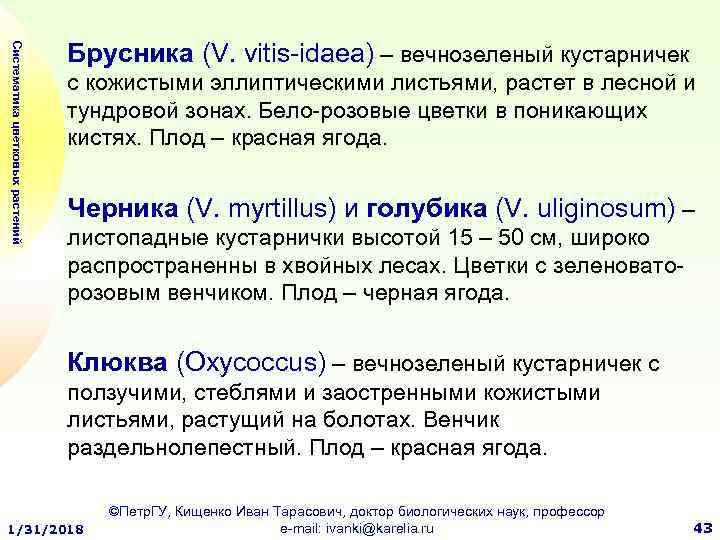 Систематика цветковых растений Брусника (V. vitis-idaea) – вечнозеленый кустарничек с кожистыми эллиптическими листьями, растет