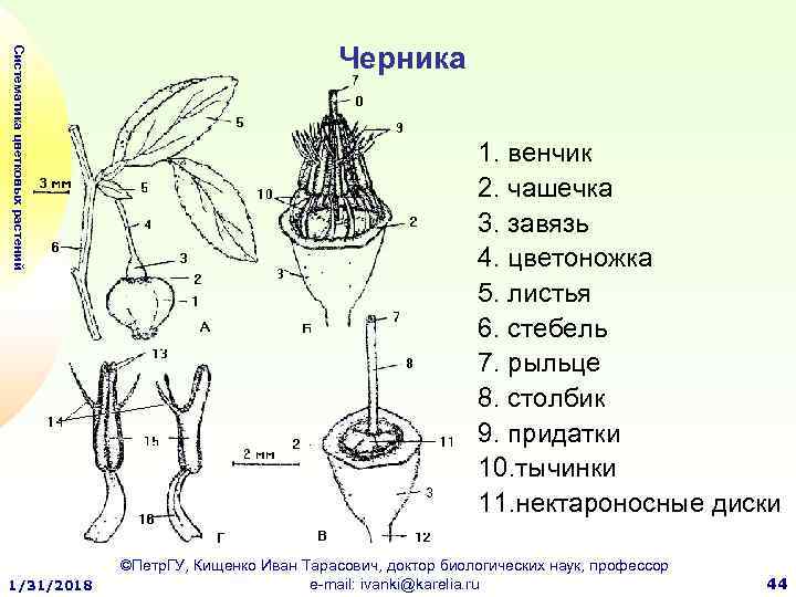 Систематика цветковых растений 1/31/2018 Черника 1. венчик 2. чашечка 3. завязь 4. цветоножка 5.