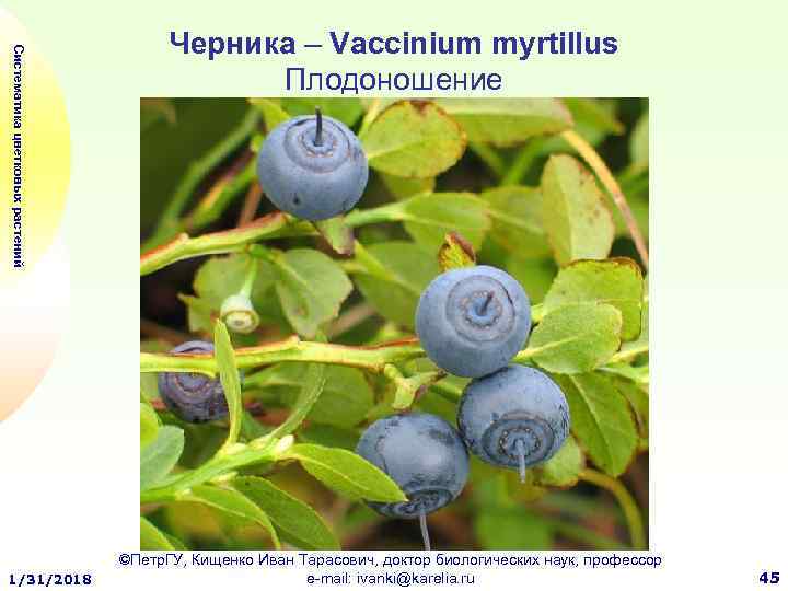 Систематика цветковых растений 1/31/2018 Черника – Vaccinium myrtillus Плодоношение ©Петр. ГУ, Кищенко Иван Тарасович,
