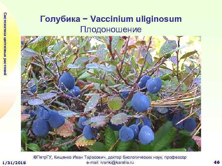 Систематика цветковых растений 1/31/2018 Голубика − Vaccinium uliginosum Плодоношение ©Петр. ГУ, Кищенко Иван Тарасович,