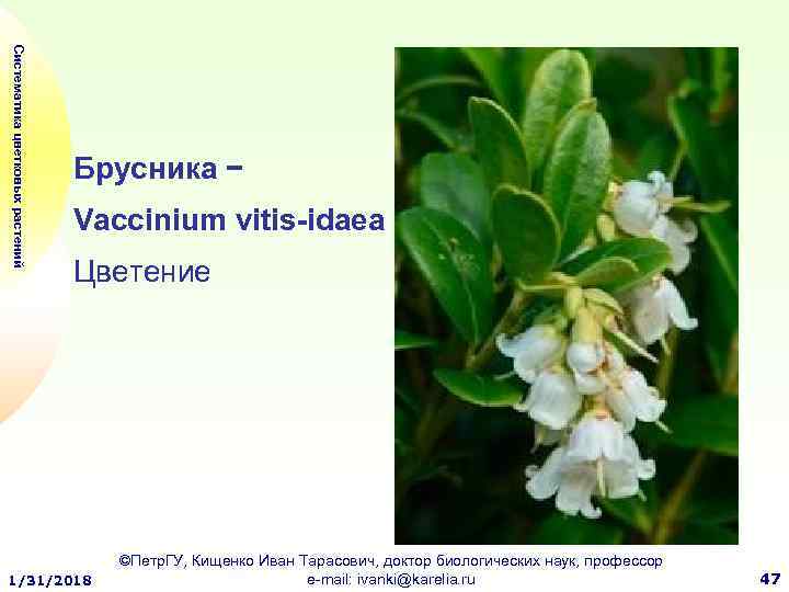 Систематика цветковых растений Брусника − Vaccinium vitis-idaea Цветение 1/31/2018 ©Петр. ГУ, Кищенко Иван Тарасович,