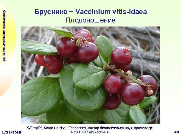 Систематика цветковых растений 1/31/2018 Брусника − Vaccinium vitis-idaea Плодоношение ©Петр. ГУ, Кищенко Иван Тарасович,