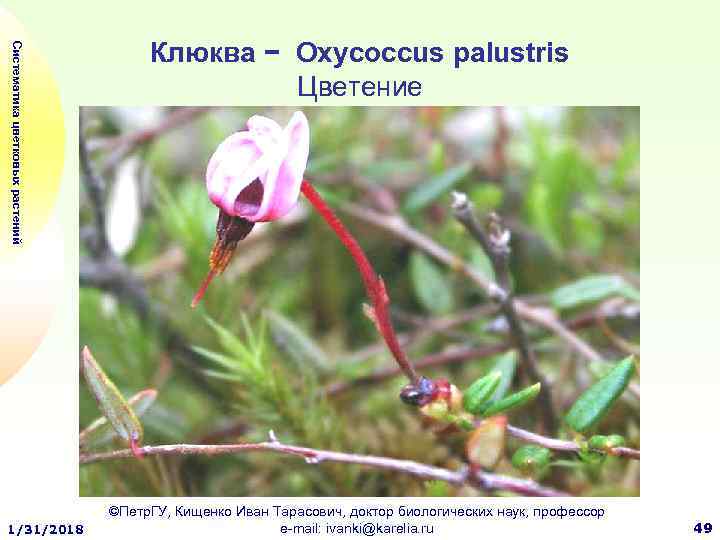 Систематика цветковых растений 1/31/2018 Клюква − Oxycoccus palustris Цветение ©Петр. ГУ, Кищенко Иван Тарасович,