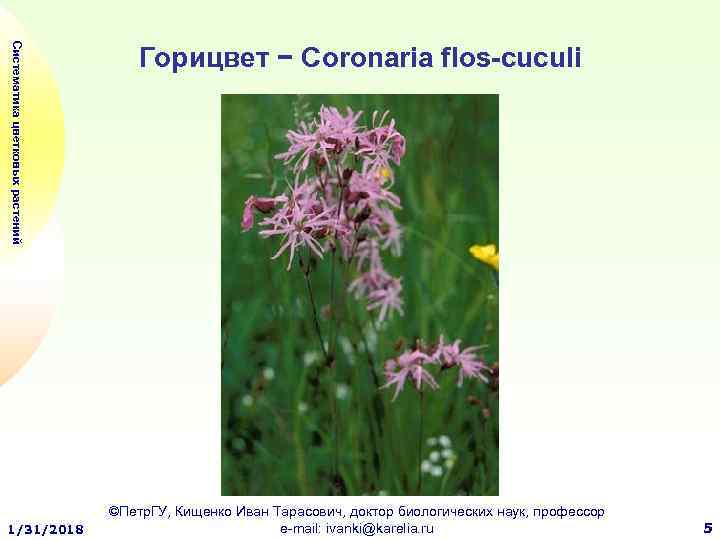 Систематика цветковых растений 1/31/2018 Горицвет − Coronaria flos-cuculi ©Петр. ГУ, Кищенко Иван Тарасович, доктор