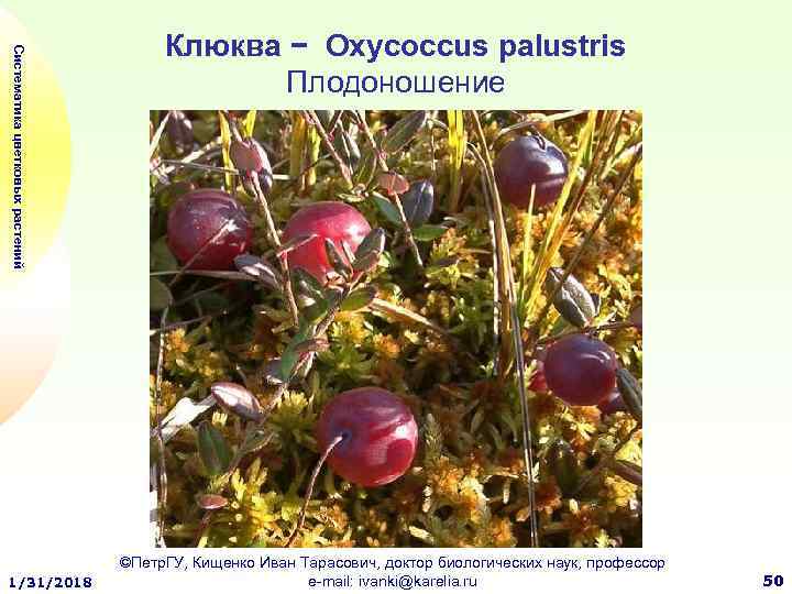 Систематика цветковых растений 1/31/2018 Клюква − Oxycoccus palustris Плодоношение ©Петр. ГУ, Кищенко Иван Тарасович,