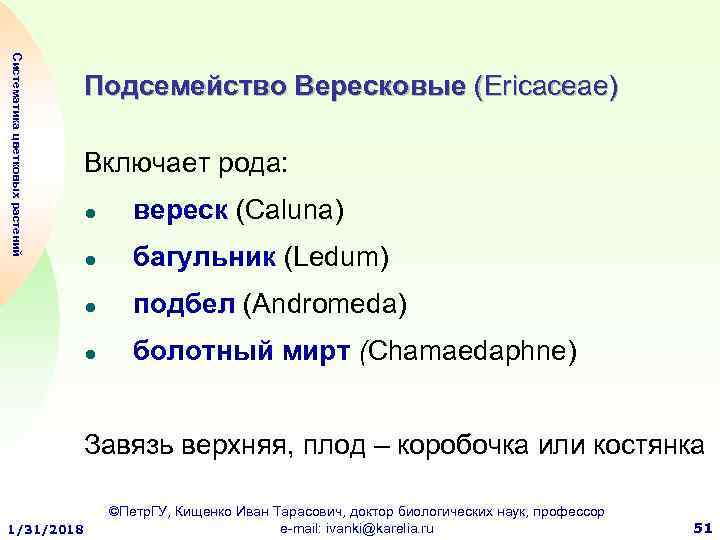 Систематика цветковых растений Подсемейство Вересковые (Ericaceae) Включает рода: ● вереск (Caluna) ● багульник (Ledum)