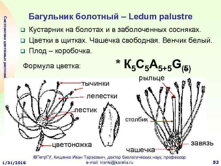 Систематика цветковых растений Багульник болотный – Ledum palustre q q q Кустарник на болотах