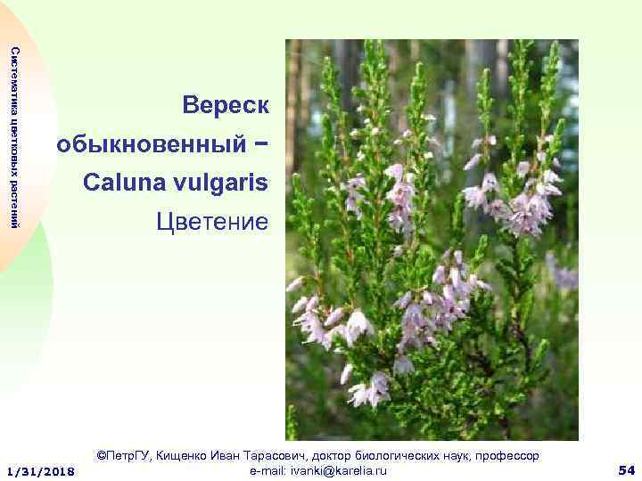 Систематика цветковых растений Вереск обыкновенный − 1/31/2018 Caluna vulgaris Цветение ©Петр. ГУ, Кищенко Иван