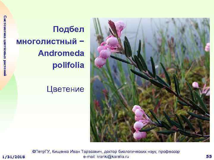 Систематика цветковых растений Подбел многолистный − Andromeda pоlifolia Цветение 1/31/2018 ©Петр. ГУ, Кищенко Иван