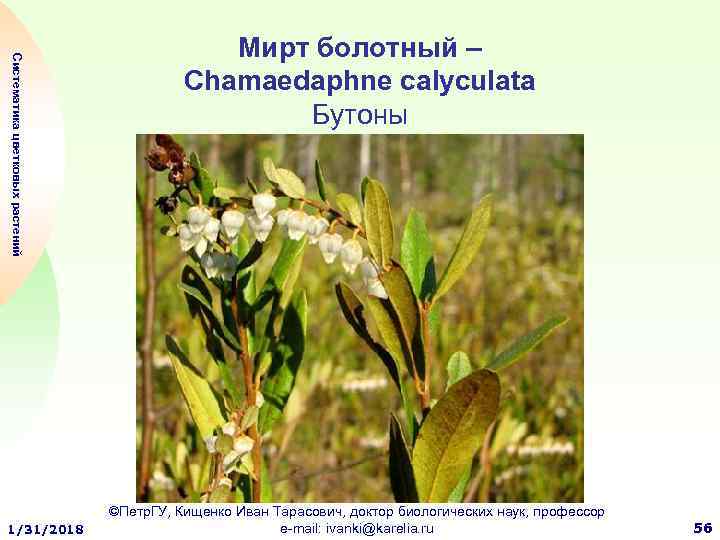 Систематика цветковых растений 1/31/2018 Мирт болотный – Chamaedaphne calyculata Бутоны ©Петр. ГУ, Кищенко Иван