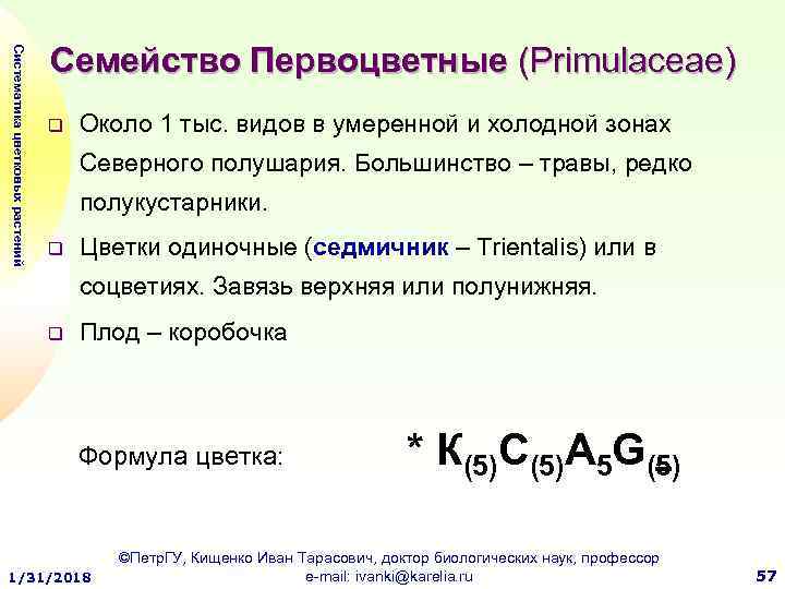 Систематика цветковых растений Семейство Первоцветные (Primulaceae) q Около 1 тыс. видов в умеренной и