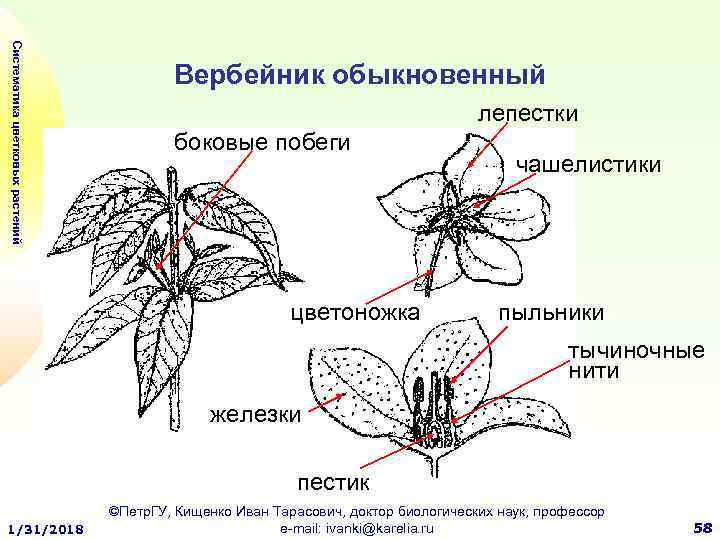 Систематика цветковых растений Вербейник обыкновенный лепестки боковые побеги цветоножка чашелистики пыльники тычиночные нити железки
