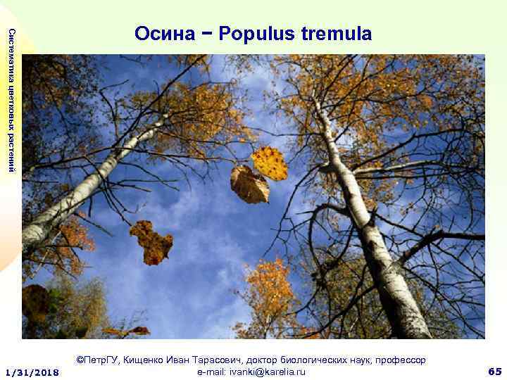 Систематика цветковых растений 1/31/2018 Осина − Populus tremula ©Петр. ГУ, Кищенко Иван Тарасович, доктор