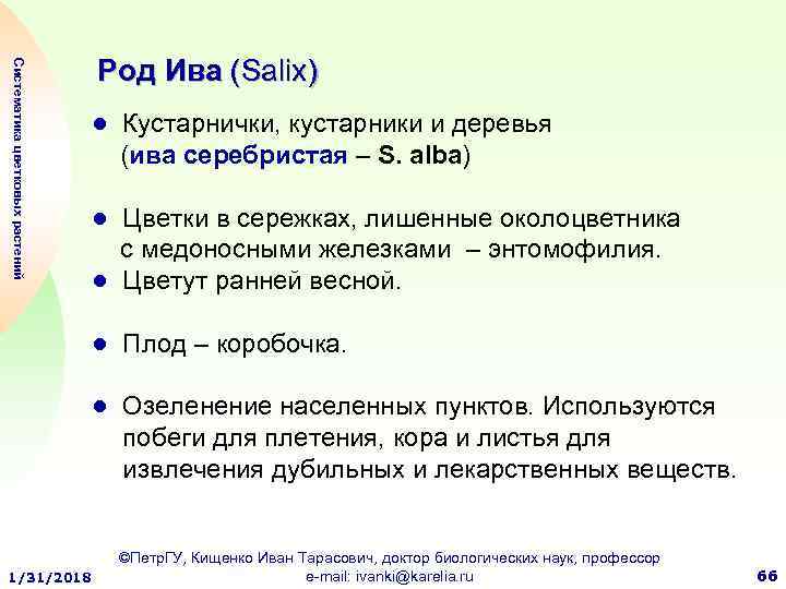 Систематика цветковых растений Род Ива (Salix) ● Кустарнички, кустарники и деревья (ива серебристая –