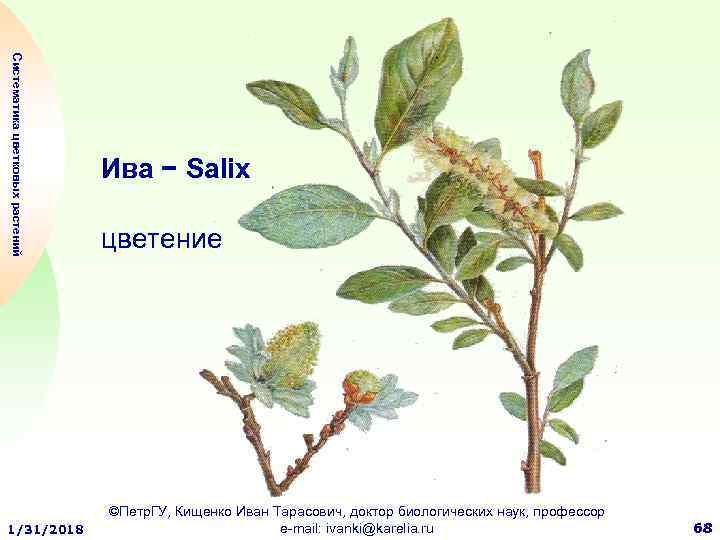 Систематика цветковых растений 1/31/2018 Ива − Salix цветение ©Петр. ГУ, Кищенко Иван Тарасович, доктор