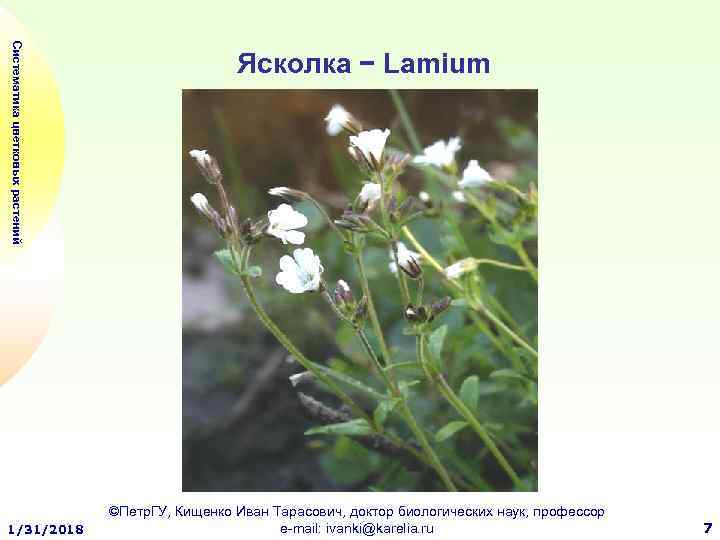 Систематика цветковых растений 1/31/2018 Ясколка − Lamium ©Петр. ГУ, Кищенко Иван Тарасович, доктор биологических