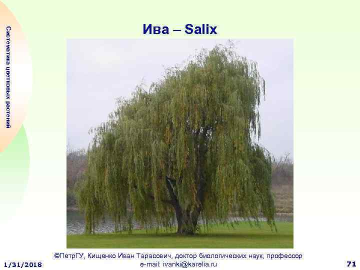 Систематика цветковых растений 1/31/2018 Ива – Salix ©Петр. ГУ, Кищенко Иван Тарасович, доктор биологических