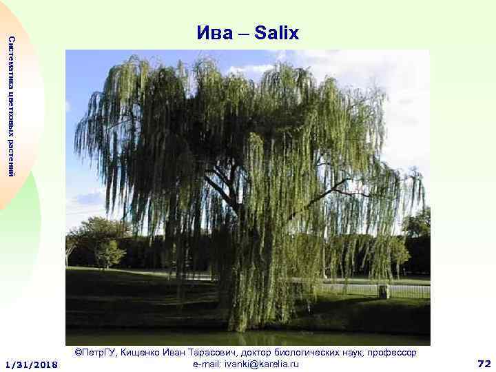 Систематика цветковых растений 1/31/2018 Ива – Salix ©Петр. ГУ, Кищенко Иван Тарасович, доктор биологических