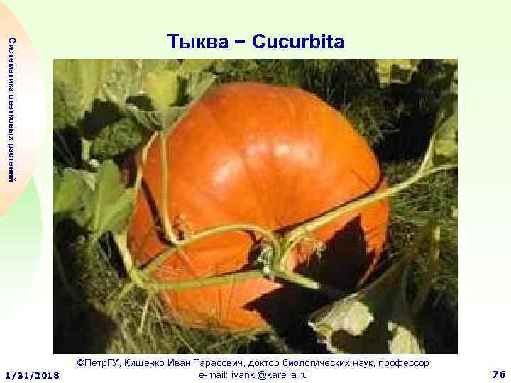 Систематика цветковых растений 1/31/2018 Тыква − Cucurbita ©Петр. ГУ, Кищенко Иван Тарасович, доктор биологических