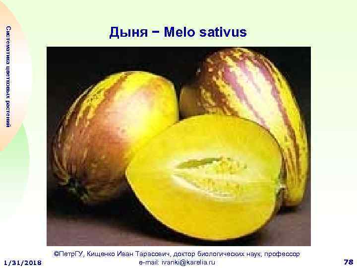 Систематика цветковых растений 1/31/2018 Дыня − Melo sativus ©Петр. ГУ, Кищенко Иван Тарасович, доктор