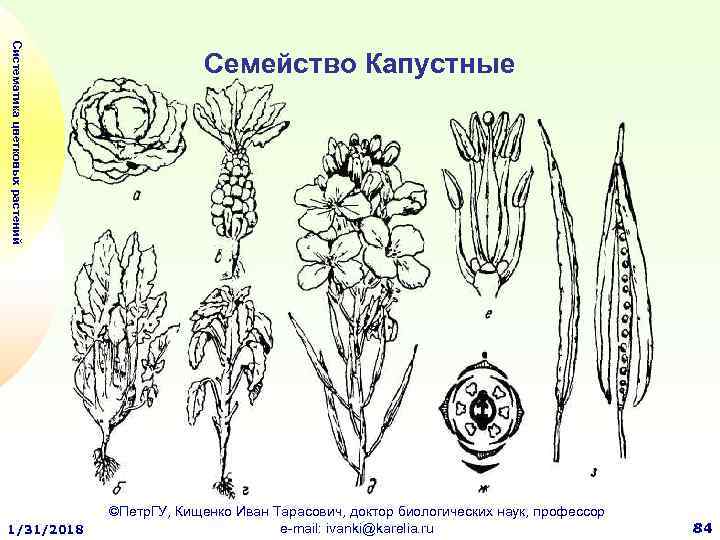 Диаграмма семейства капустные