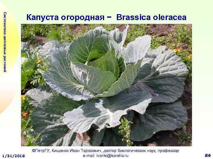 Систематика цветковых растений 1/31/2018 Капуста огородная − Вrassica oleracea ©Петр. ГУ, Кищенко Иван Тарасович,