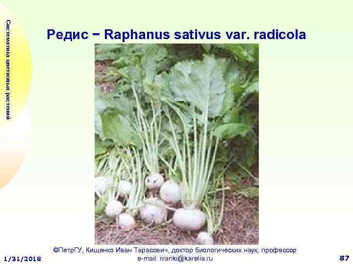 Систематика цветковых растений 1/31/2018 Редис − Raphanus sativus var. radicola ©Петр. ГУ, Кищенко Иван