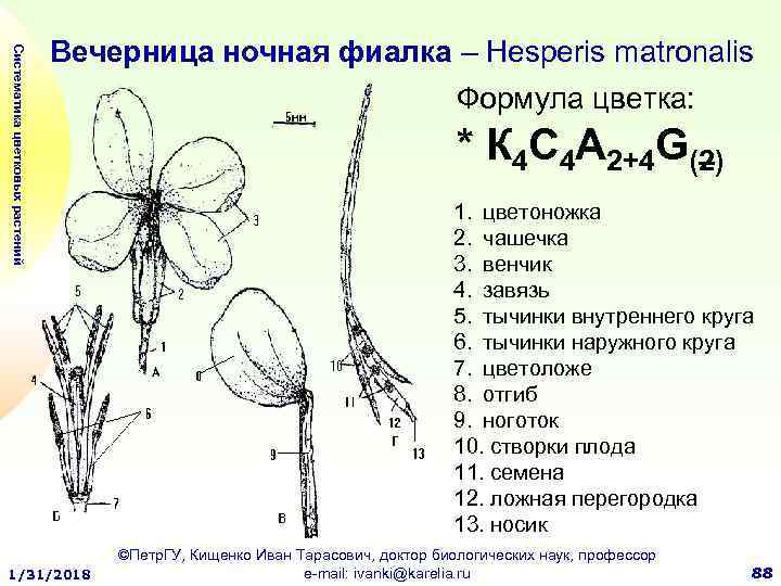 Схема фиалки для биологии