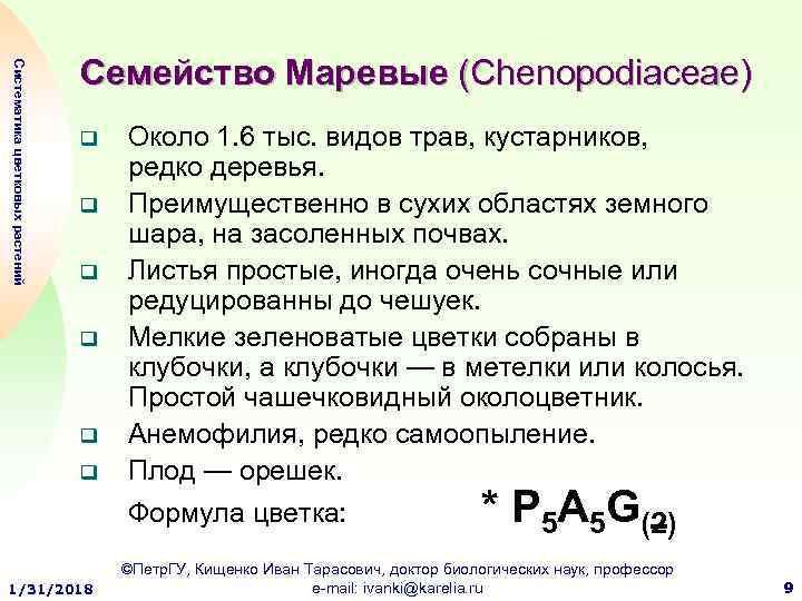 Систематика цветковых растений Семейство Маревые (Chenopodiaceae) q q q Около 1. 6 тыс. видов