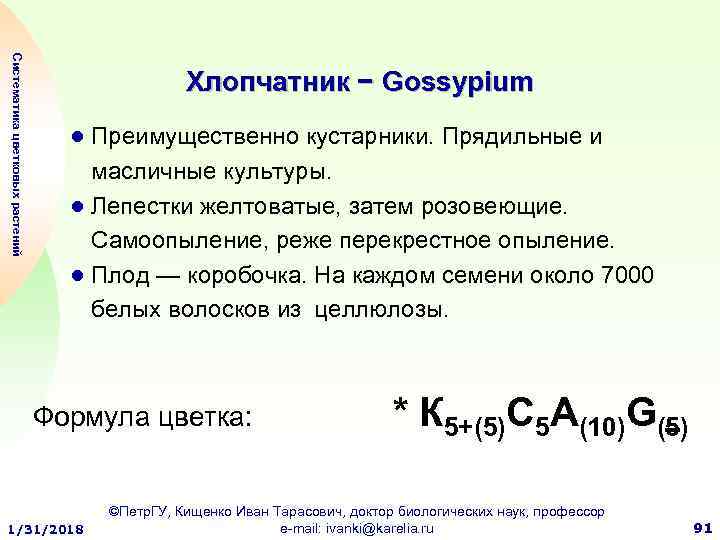 Систематика цветковых растений Хлопчатник − Gossypium ● Преимущественно кустарники. Прядильные и масличные культуры. ●