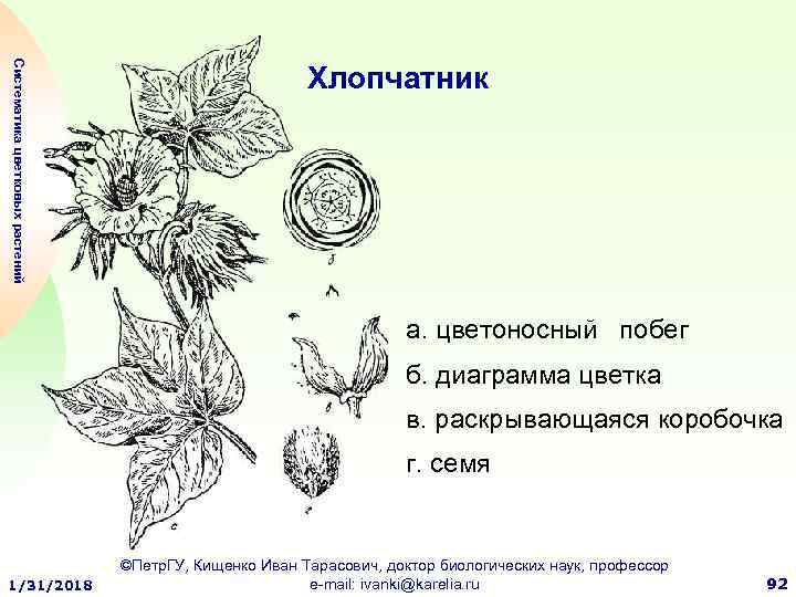 Систематика цветковых растений Хлопчатник а. цветоносный побег б. диаграмма цветка в. раскрывающаяся коробочка г.