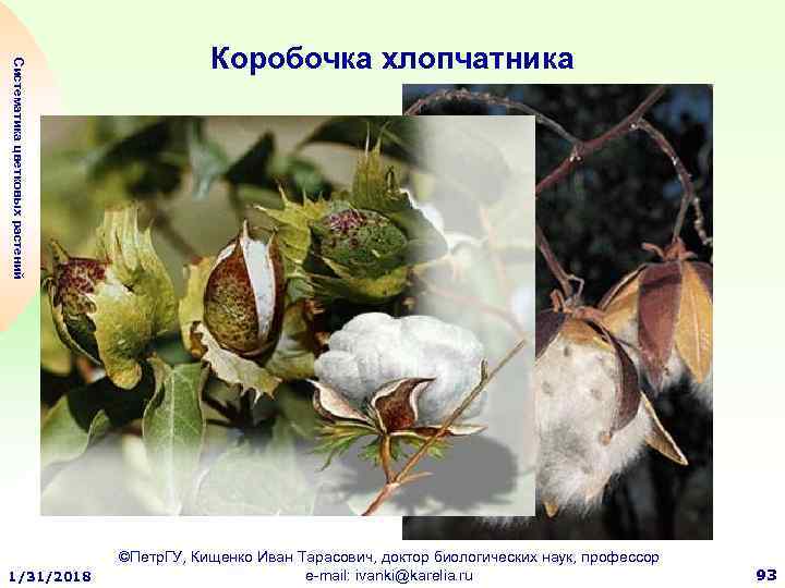 Систематика цветковых растений 1/31/2018 Коробочка хлопчатника ©Петр. ГУ, Кищенко Иван Тарасович, доктор биологических наук,