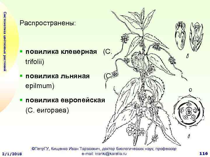 Диаграмма цветка полынь горькая