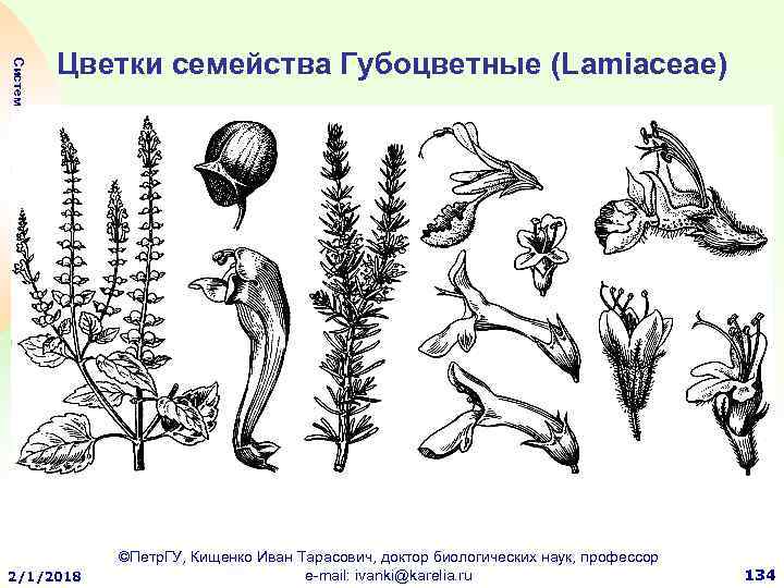 Формула и диаграмма губоцветных