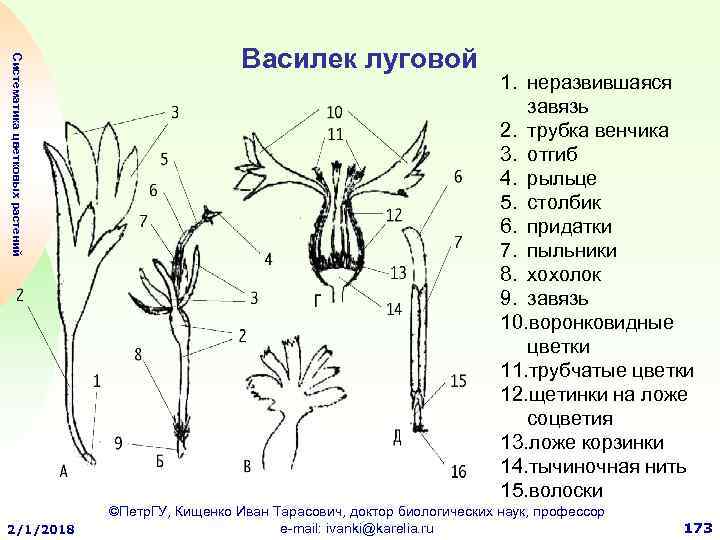 Формула цветка василька