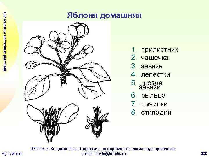 Схема соцветия яблони