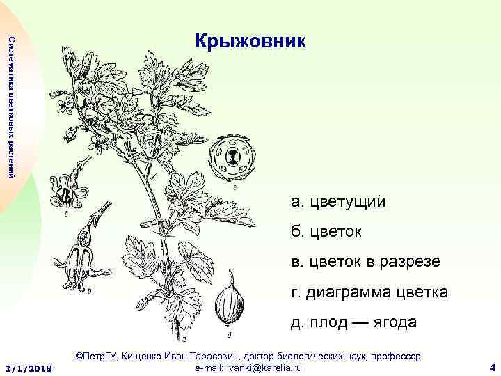 Диаграмма стебель листья. Строение плода крыжовника. Плод крыжовника биология. Строение крыжовника схема. Крыжовник строение ягоды.