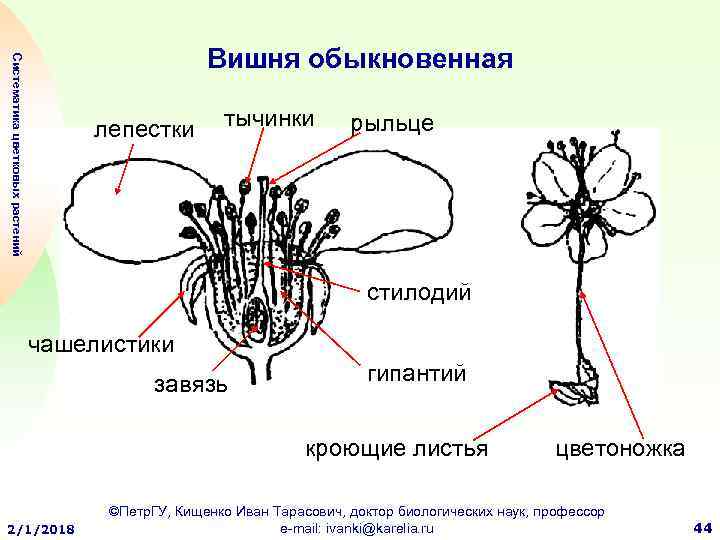 Покажите стрелками и подпишите на рисунке лепесток столбик завязь