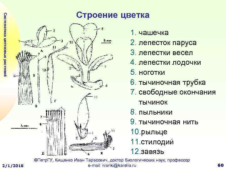 Строение гвоздики схема