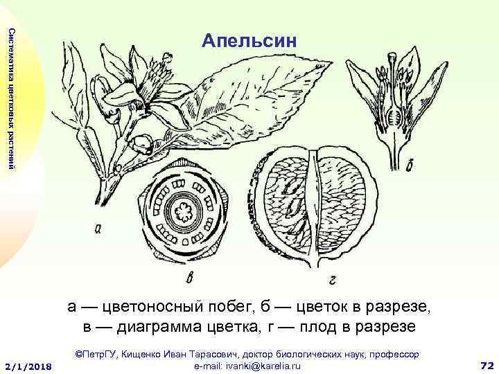 Шиповник диаграмма цветка