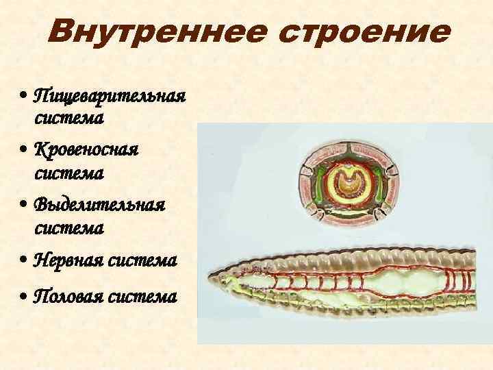Внутреннее строение • Пищеварительная система • Кровеносная система • Выделительная система • Нервная система
