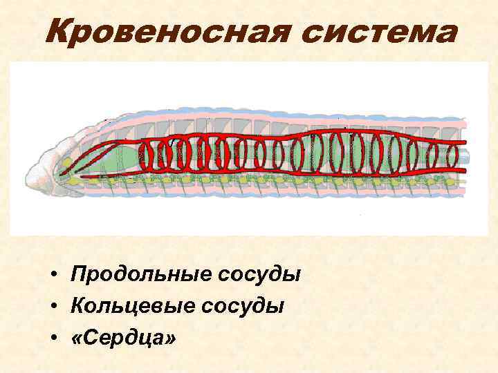 Кровеносная система • Продольные сосуды • Кольцевые сосуды • «Сердца» 