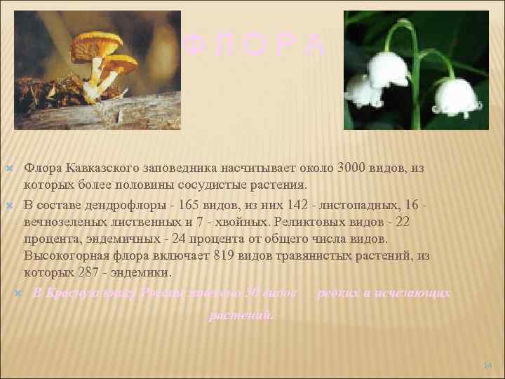 ФЛОРА Флора Кавказского заповедника насчитывает около 3000 видов, из которых более половины сосудистые растения.