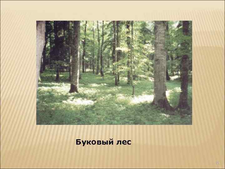 Буковый лес 15 