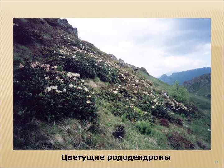 Цветущие рододендроны 16 